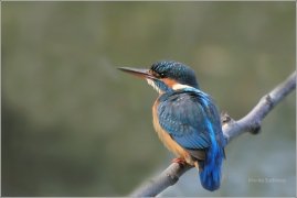 <p>LEDŇÁČEK ŘÍČNÍ (Alcedo atthis) Šluknovsko - Jiříkov /Common kingfisher - Eisvogel/</p>